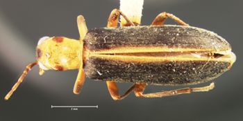 Media type: image;   Entomology 34058 Aspect: habitus dorsal view
